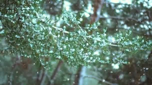 Ramo Abeto Verde Neve Floresta Inverno — Vídeo de Stock