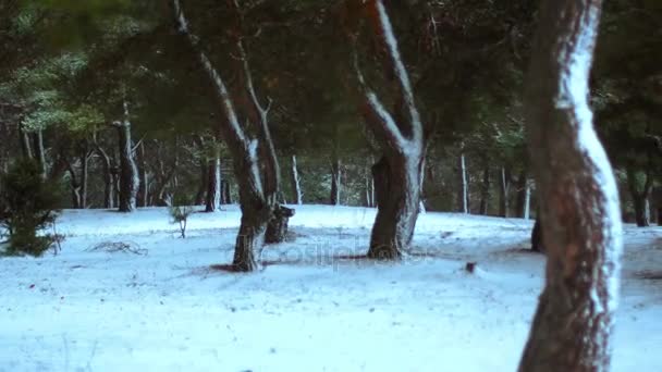 Charmanter Winterwald Schnee — Stockvideo