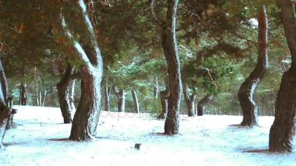 Θέα Του Δάσους Χειμώνα Στο Χιόνι — Αρχείο Βίντεο