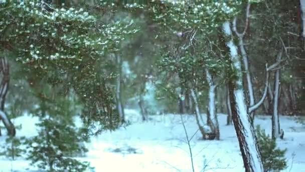 Όμορφο Χειμώνα Ξύλο Καλυμμένο Χιόνι — Αρχείο Βίντεο