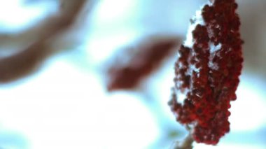 kırmızı dikenli ağaç şube, yakın çekim