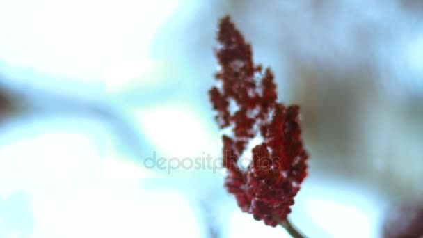冬の赤いスパイクと木からの枝のクローズ アップ — ストック動画