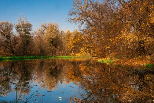 Красивий осінній пейзаж річки і золотий ліс — стокове фото