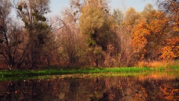 belle nature dorée heure d'automne 