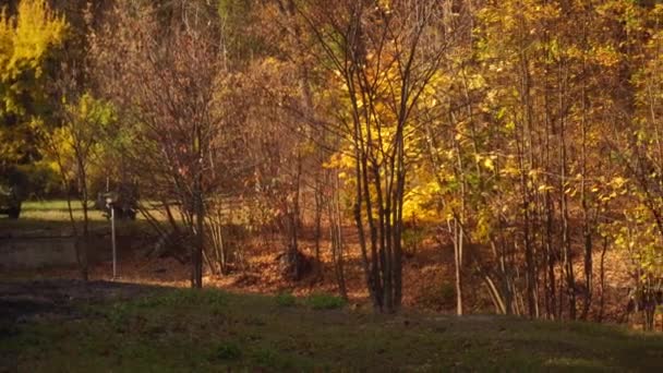 Hermosa naturaleza dorado otoño tiempo — Vídeos de Stock