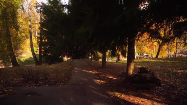 Hermosa naturaleza dorado otoño tiempo — Vídeos de Stock