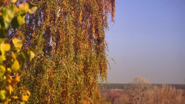 Schöne Natur goldene Herbstzeit — Stockvideo