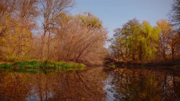 美しい自然黄金の秋の時間 — ストック動画