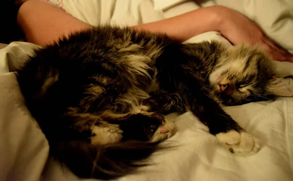 Flauschige Katze Schläft Auf Dem Bett Neben Der Hand Des — Stockfoto