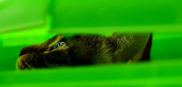 Hayvanları boşluktan taşımak için kutudan bakan bir kedinin yan görüntüsü.