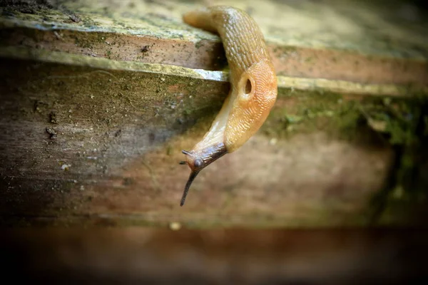 Yiyecek ya da çiftleşme arayışında olan kahverengi sümüklü böcek