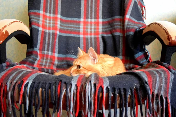 Rote Katze Ruht Auf Dem Plaid Alten Stuhl — Stockfoto