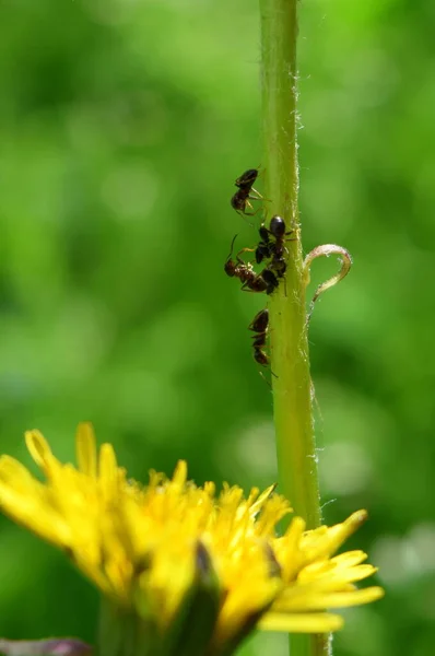 Quatre Fourmis Gardent Des Pucerons Sur Une Tige Pissenlit Accent — Photo