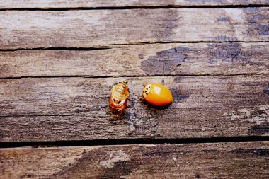 Larva kabuğunun yanında noktasız turuncu uğur böceği.