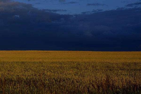 Çavdar tarlası kara bulutların arkaplanına karşı ufukta