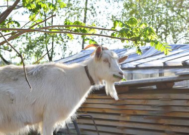 Beyaz keçi ağaçtan yaprak yiyor.