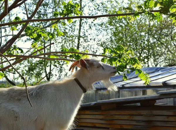 Beyaz keçi ağaçtan yeşil yapraklar yiyor.