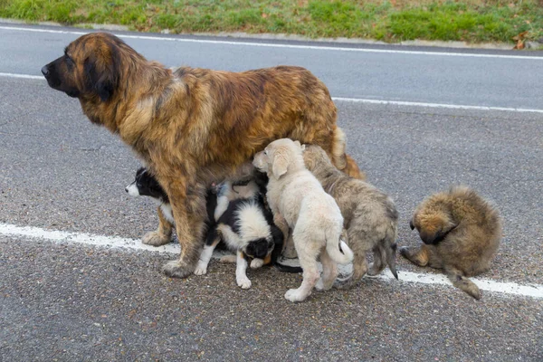 Mom dog with puppies