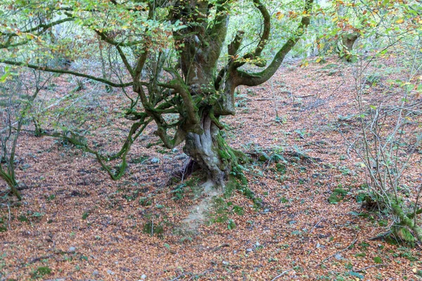 Amazing old tree — Stock Photo, Image