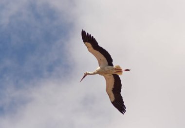 Leylek uçmaya başladı.