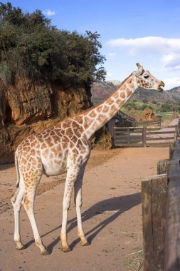 Hayvanat bahçesindeki zürafa