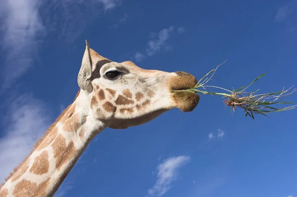 Close view of a head giraffe — стоковое фото