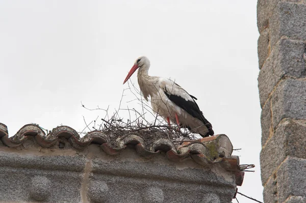 屋根や上のコウノトリの巣 — ストック写真