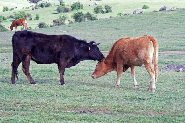 Cows Secrets (funny pic) Royalty Free Stock Photos