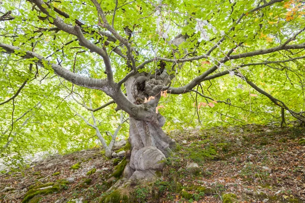 Stare drzewo w górach północnej Hiszpanii — Zdjęcie stockowe