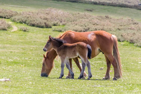 Wild mare mother and foal. — Stock Photo, Image