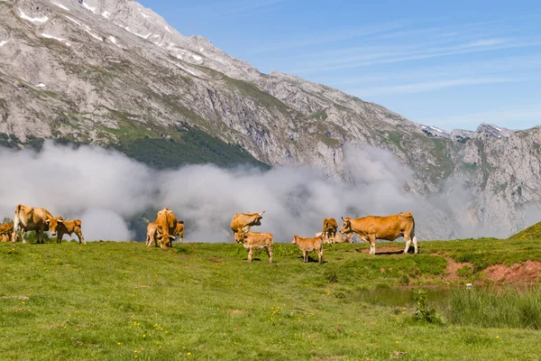 高山草地上的奶牛 — 图库照片