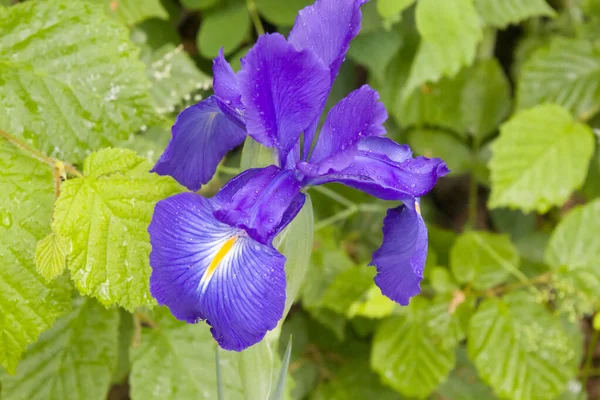 Beautiful iris flower wild in the mountains