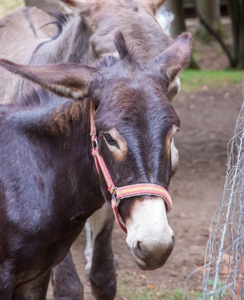 Donkey head with some other donkeys