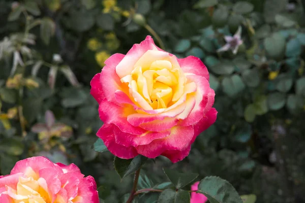 Schöne zweifarbige Rose Stockbild
