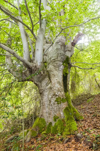 Alter Baum im herbstlichen Wald — Stockfoto