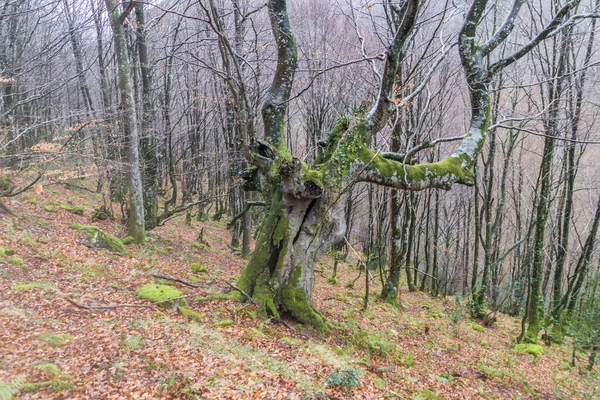 Oude boom in een herfst — Stockfoto