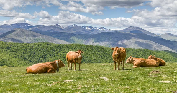 Krávy na zelené louce — Stock fotografie