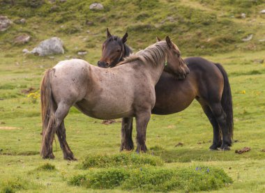 Güzel poz veren iki at.