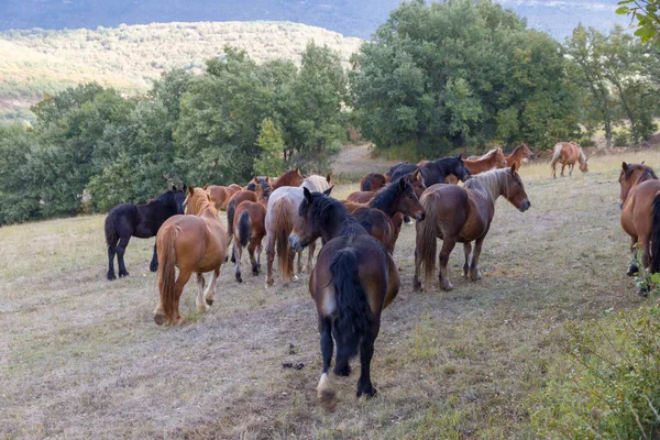 Manada de cavalos de vários tipos — Fotografia de Stock