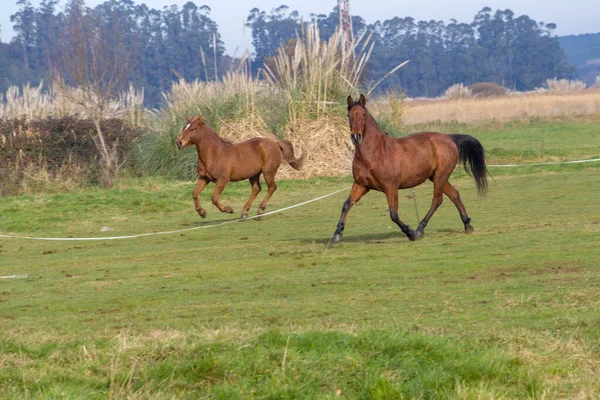 Due cavalli che corrono in un prato — Foto Stock