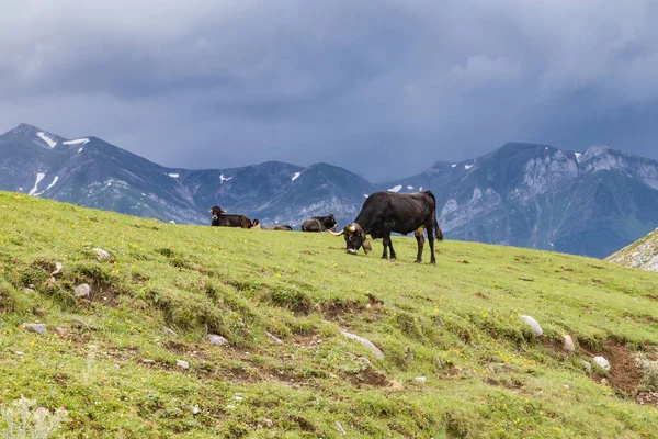 暴风雨山中的母牛 — 图库照片
