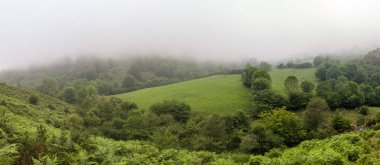 Sis ile yeşil kış çayırı