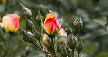 Koyu yeşil arkaplan üzerinde renkli gül goncası