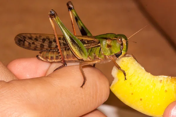 Saltamontes bebé en la mano de un niño — Foto de Stock