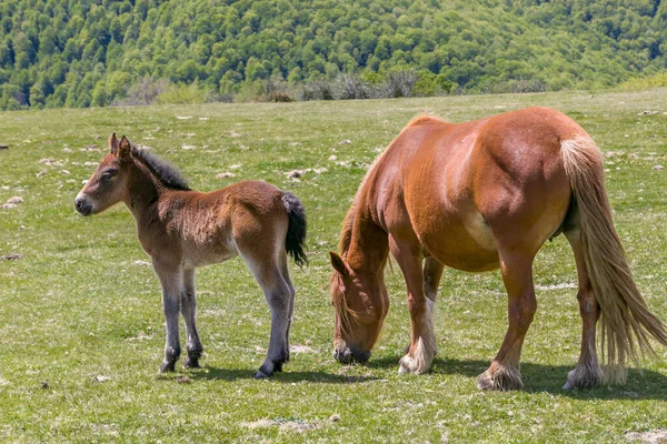 Potro e égua no prado verde — Fotografia de Stock