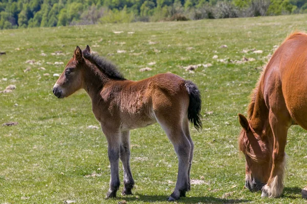 Foal and mare in bright green meadow — Stock Photo, Image