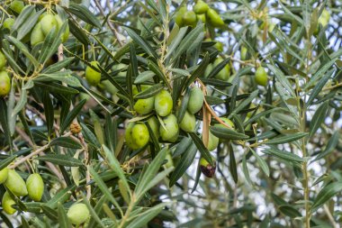 Zeytin ağacında zeytin