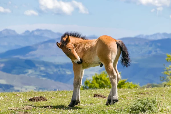 Cute foal in the mountains — Stock Photo, Image
