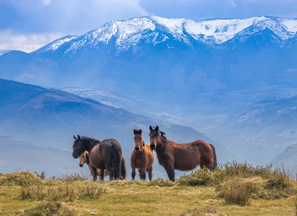 Cavalos selvagens nas montanhas Imagens Royalty-Free