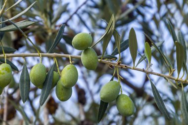 Ağaçta yeşil zeytin